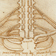 Diagrammatic drawing of the brachial plexus